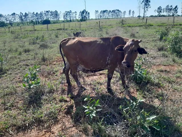 Vendo vacas  - Foto 3