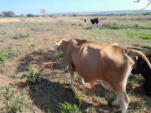 Vendo vacas  - Foto 2