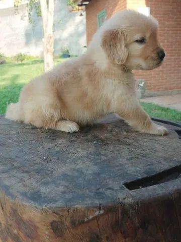 Golden Retriever bem fofinhos $$ - Cachorros e acessórios - Perdizes, São  Paulo 904740490