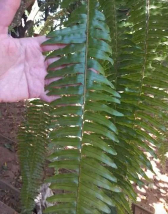 Samambaia Natural linda enorme! Retirar em Sobradinho ENTREGO EM TODO DF  - Foto 2