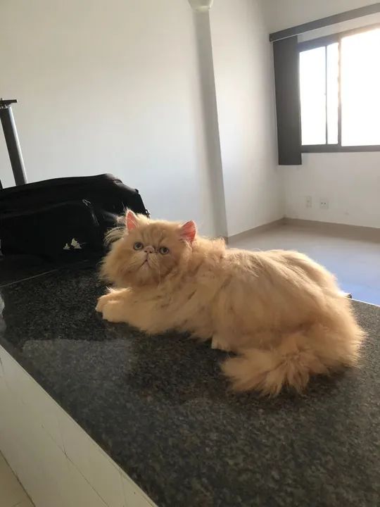 Gatinha Persa 2 meses  - Foto 3