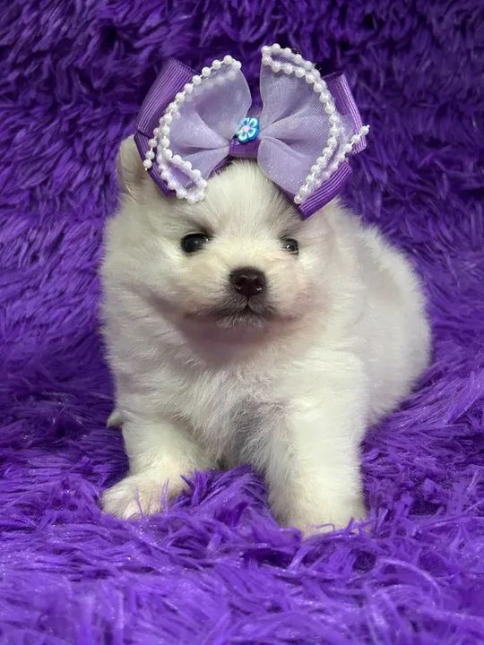 Lulus e chihuahua  - Foto 4