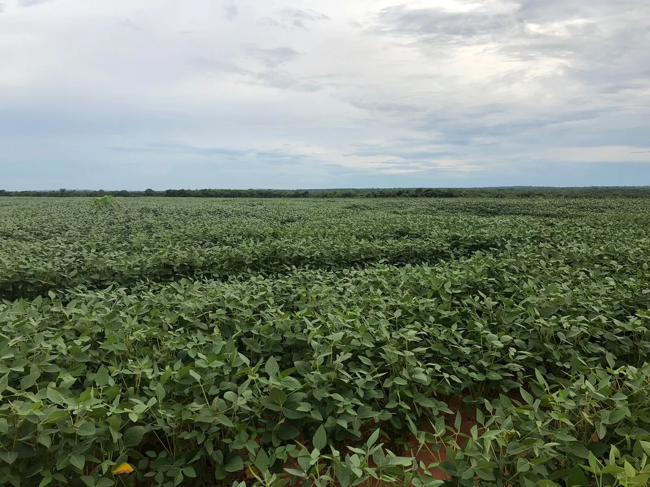 Fazenda 1.400 hect em jangada MT. Reg barra do bugre 500hect em lavoura 38 milhões