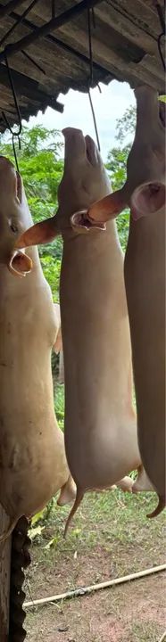 Vendo leitoa!!! A pronta entrega 