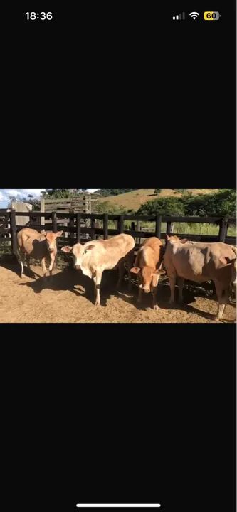 Novilhas senepol com Nelore 