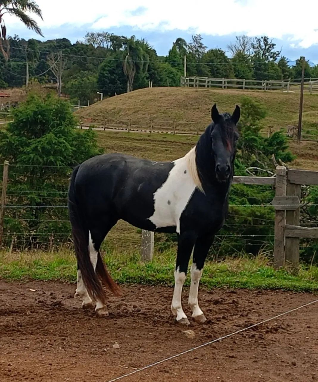 Cavalo Garanhao Mangalarga Marchador - Foto 3