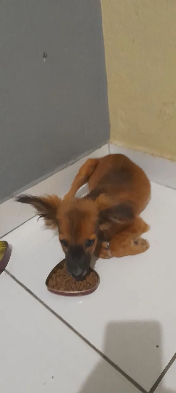 Cachorro encontrado - precisa de um lar! - Foto 4