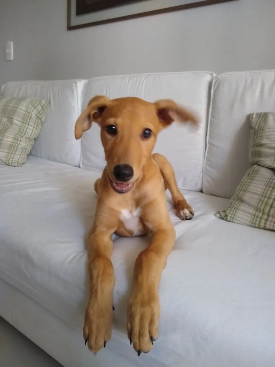 GALGO GREYHOUNDS OU GALGO INGLÊS - Foto 3