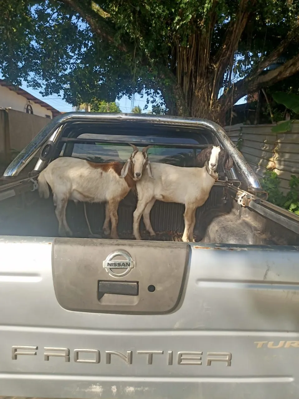 Cabras para Criação - Ótima Genética