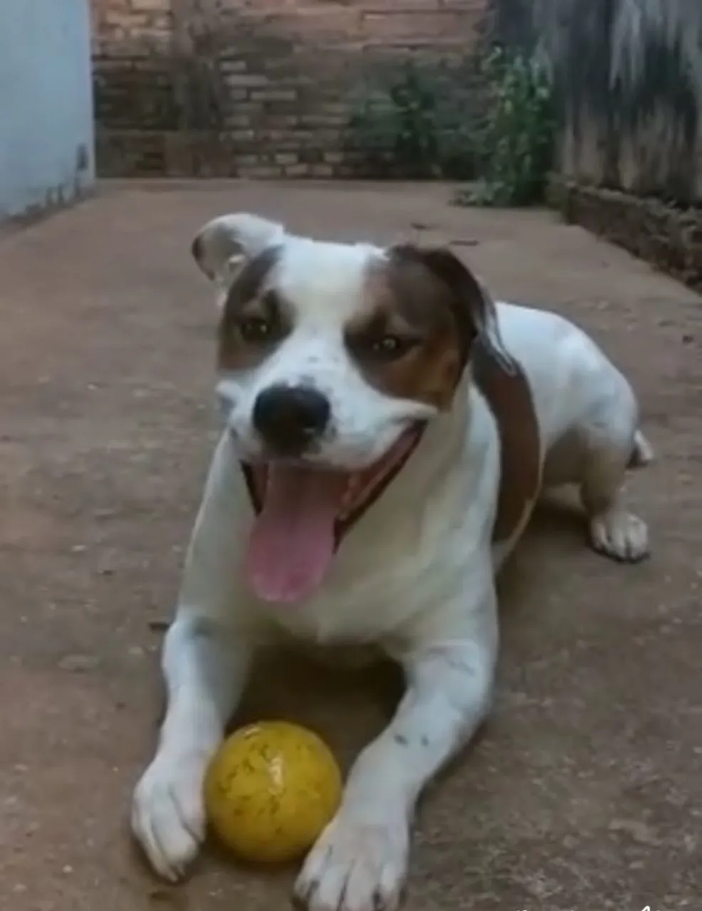 Cachorro Amigável e Brincalhão