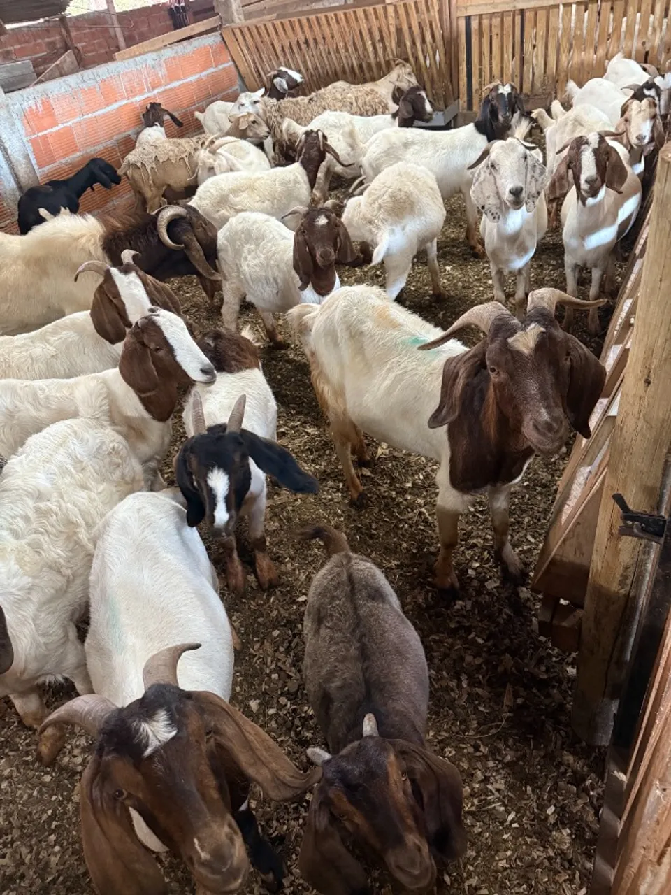 Cabritas Boer Puras - Genética de Qualidade | Troco por Ovelhas