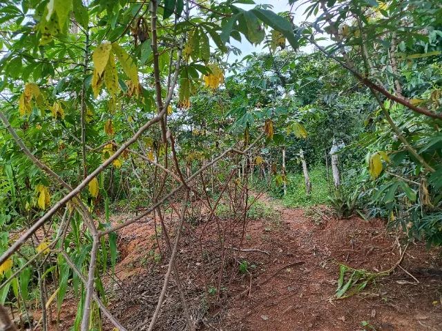 Chácara com pomar em produção - Foto 4