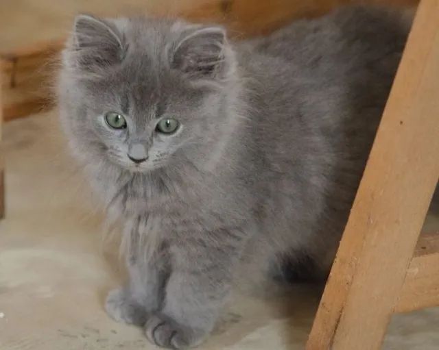 Nebelung Filhote na Cor Cinza - Foto 3