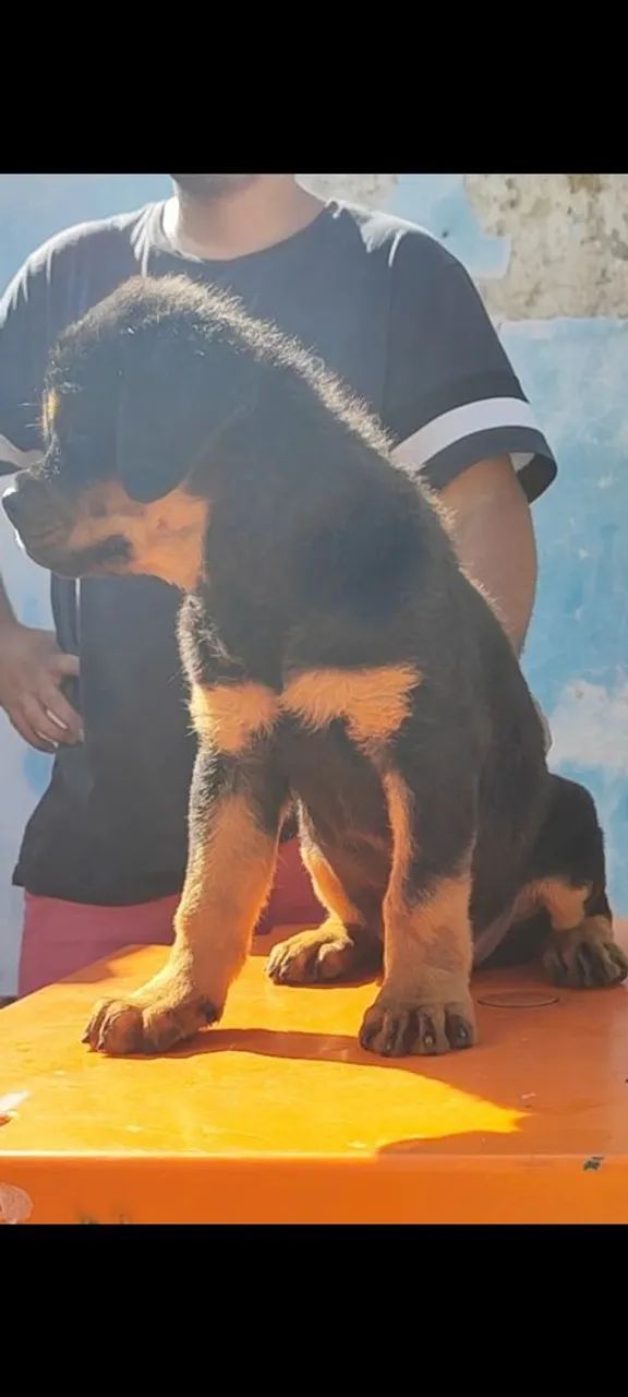Filhotes de Rottweiler com Pedigree  - Foto 4