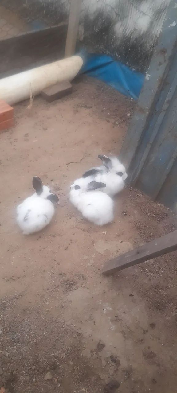 Venda de coelhos pegar no local  - Foto 3