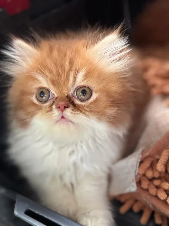 Gatinho Persa macho em Querência - MT - Foto 6