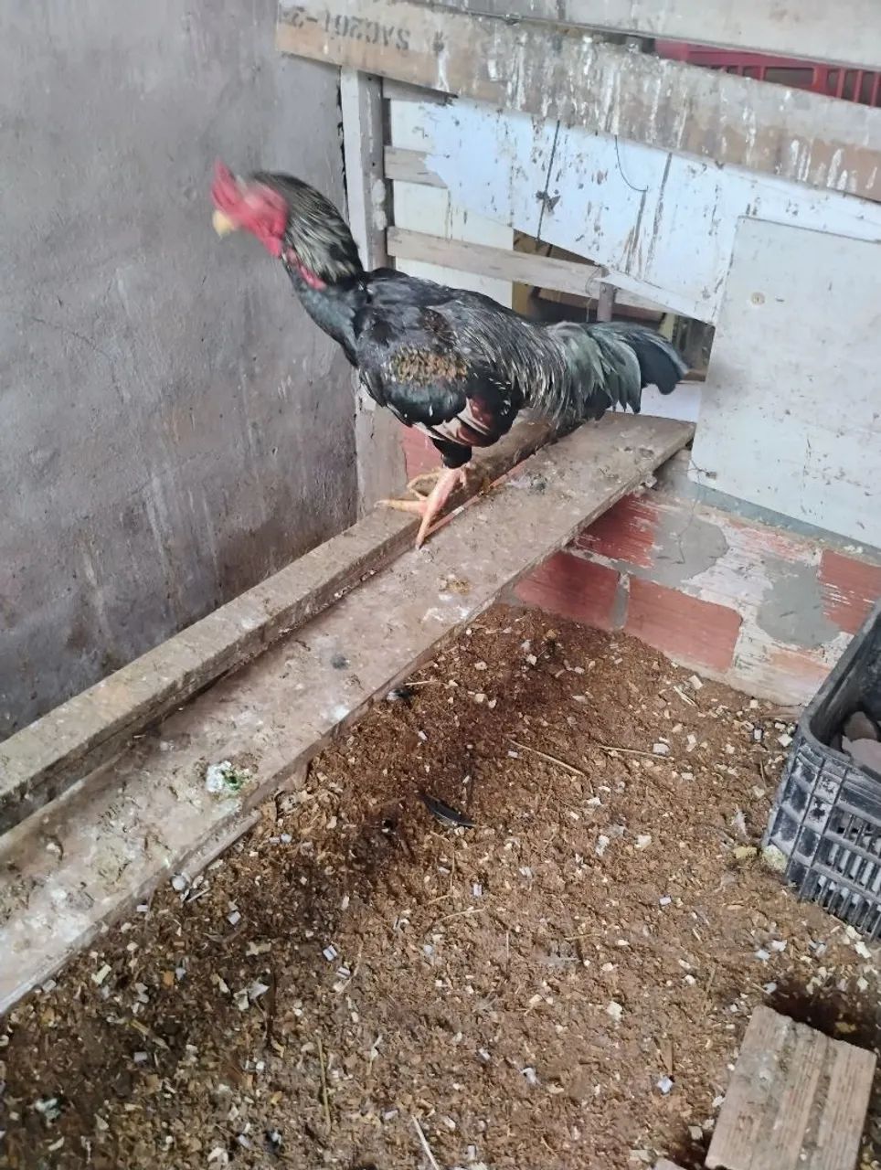 Vende se galo carioca nanico - Foto 2