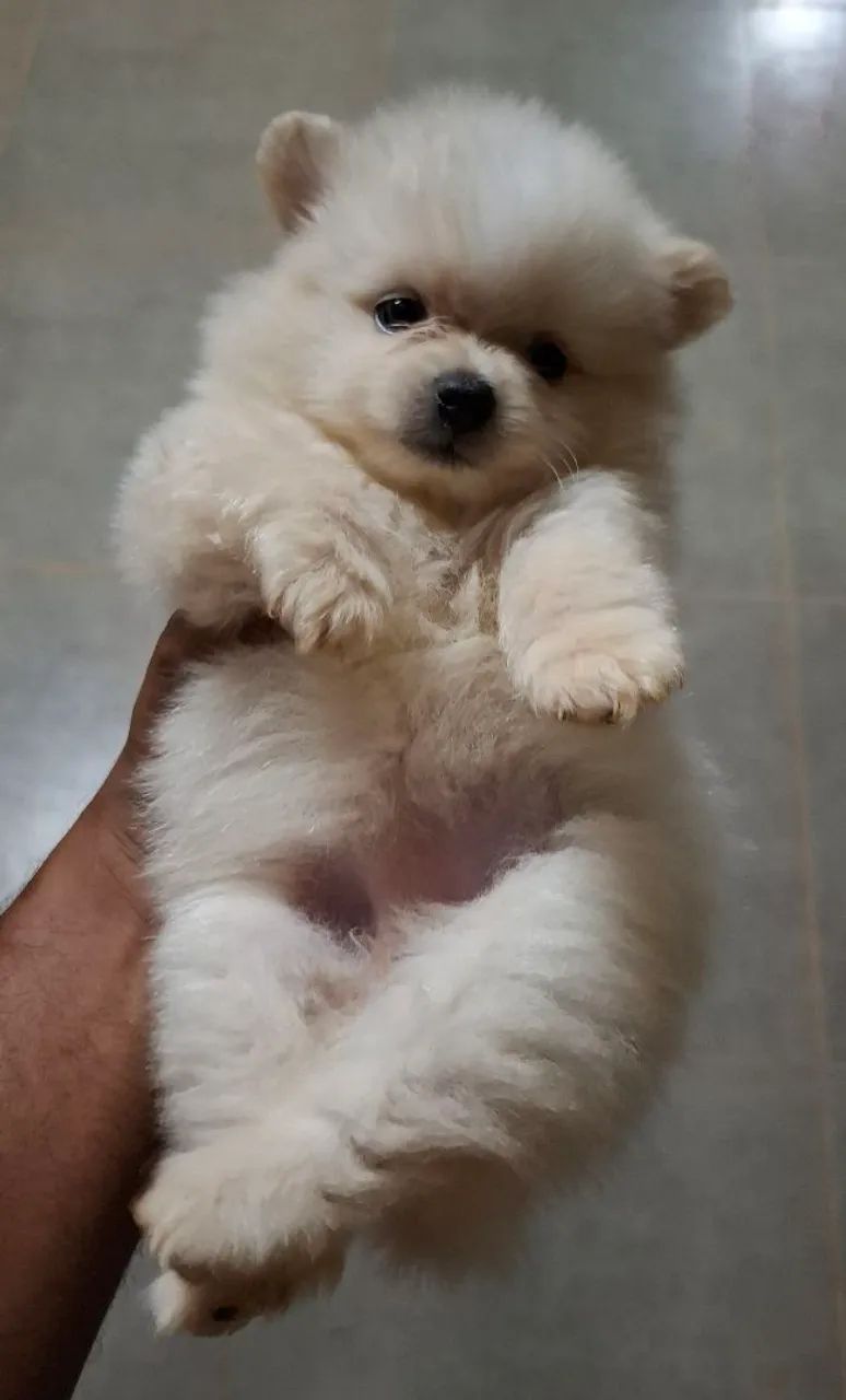 Spitz Alemão / Lulu da Pomerânia Fêmea 12x SEM JUROS - Foto 4