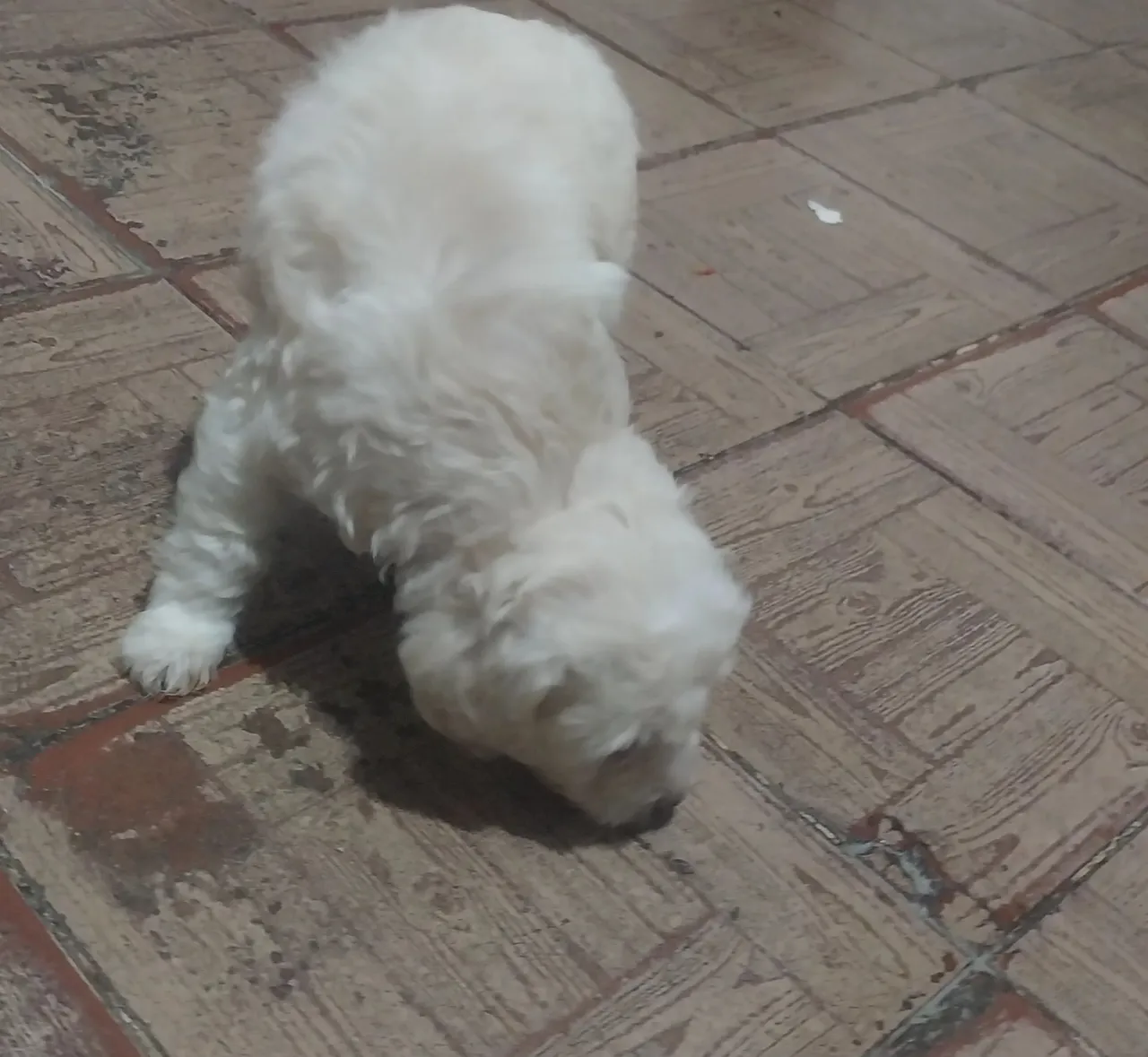 Cachorro Poodle