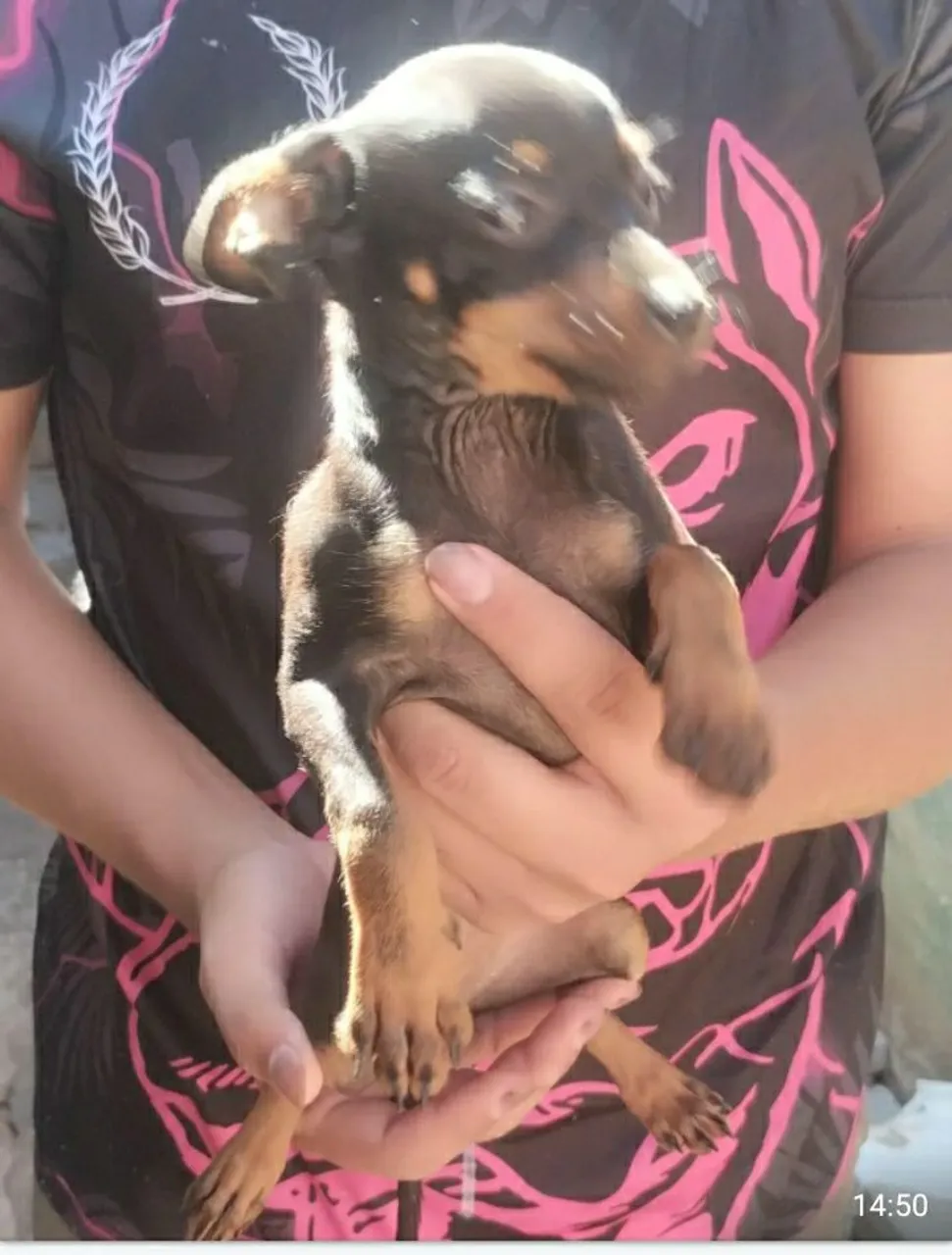 Filhote de Pinscher n 1