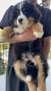bernese mascarados 
