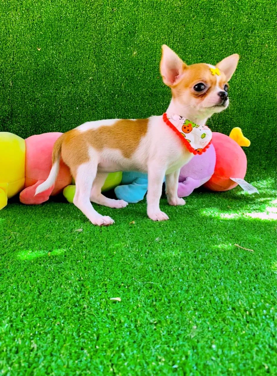 Chihuahua Fêmea Pelo curto MINÚSCULA  - Foto 3