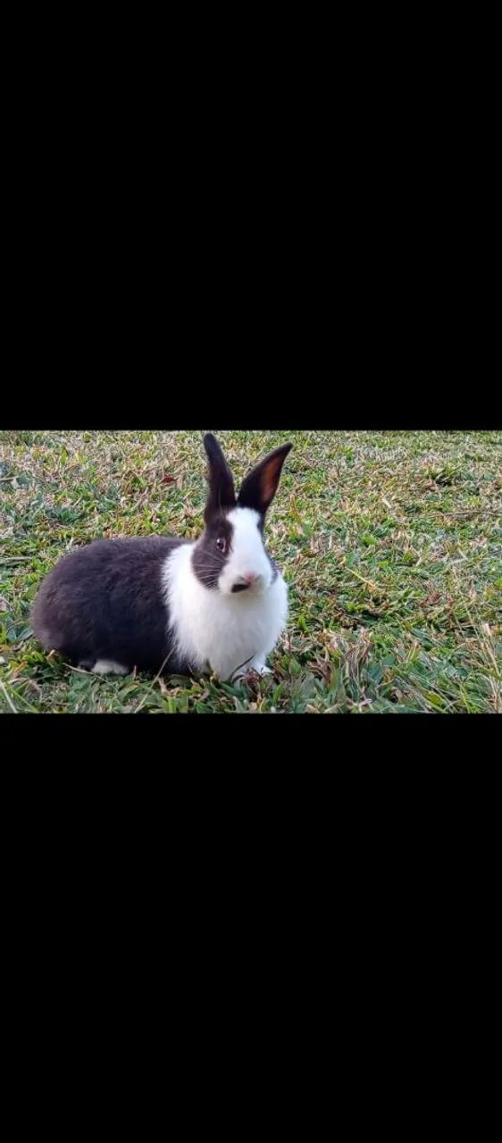 Coelhos filhotes gigante de flandres  - Foto 5