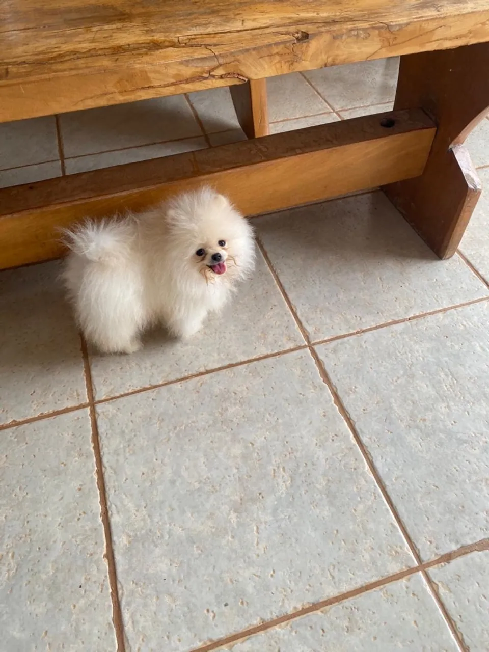 Filhote de Spitz Alemão Branco