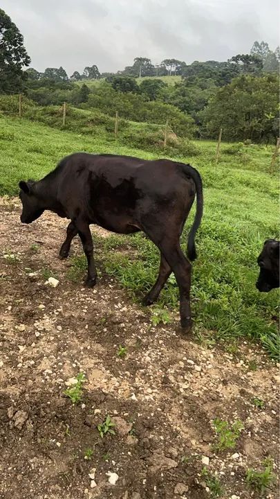 Bezerra Angus/Canchin e Bezerro Angus/holandes