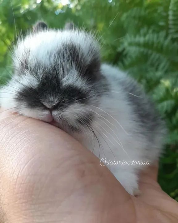 Anão netherland - Foto 3