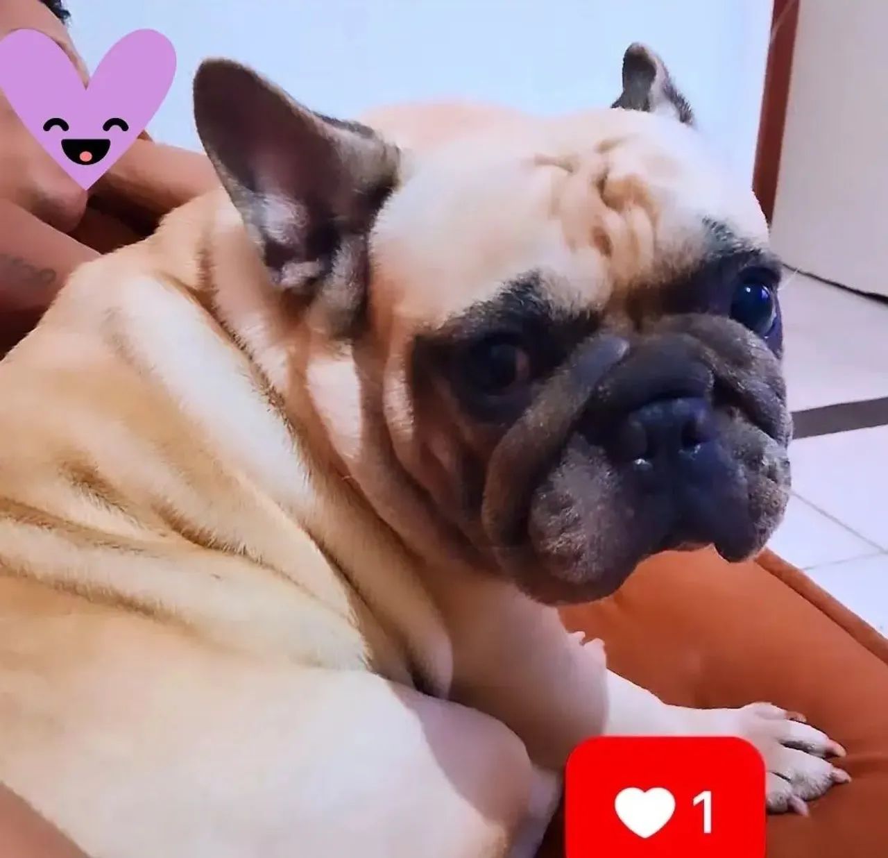 Buldogue francês fêmea 2 anos e 4 meses não é castrada . R$750 - Foto 2