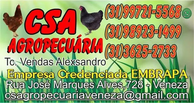 Pintinho e frangas Embrapa 051 - Foto 4