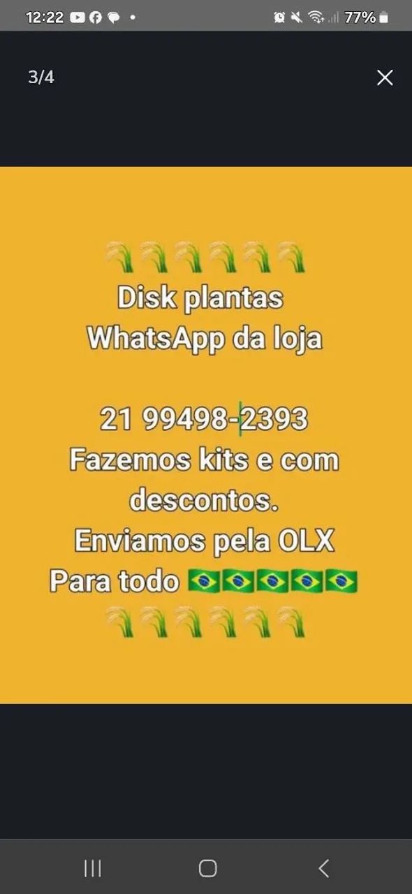 Dieffenbachia Camila - Muda - Foto 6