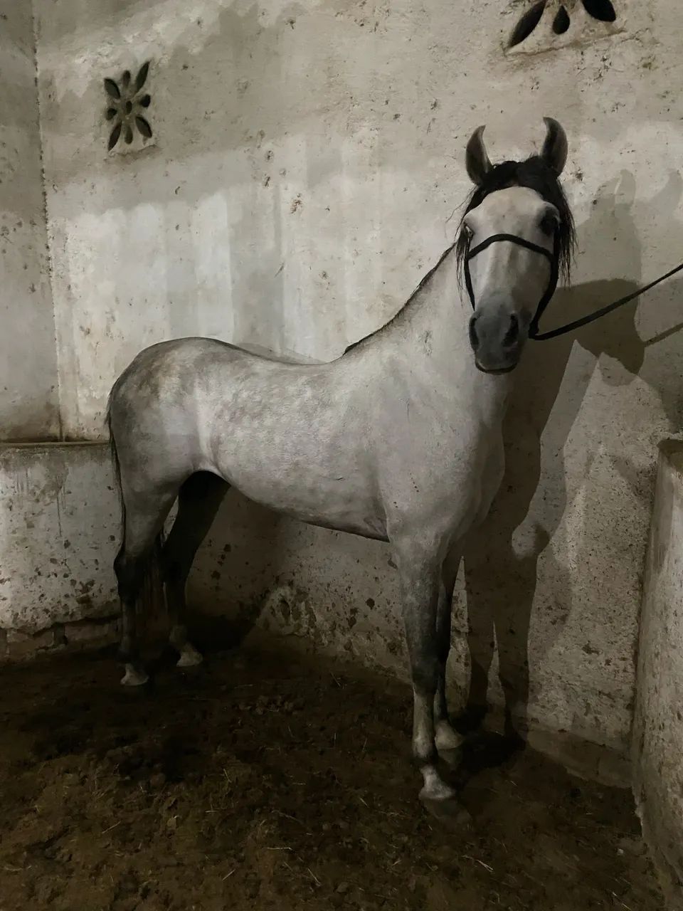 Cavalo mangalarga marchador - Foto 2