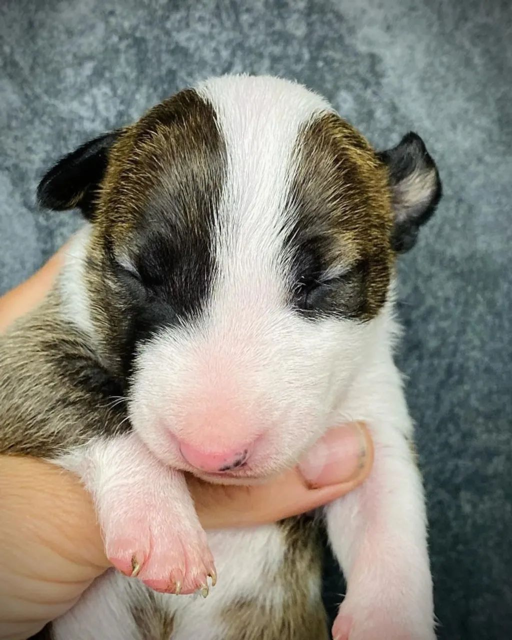 Gracinhas Doguinhos leais Bullterrier - Foto 2