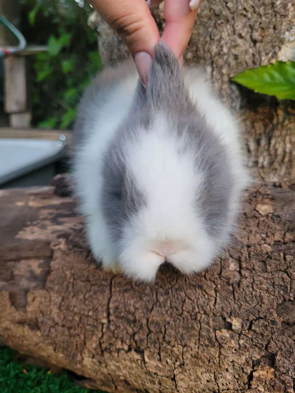 Coelhinho fofo raça mini lion head