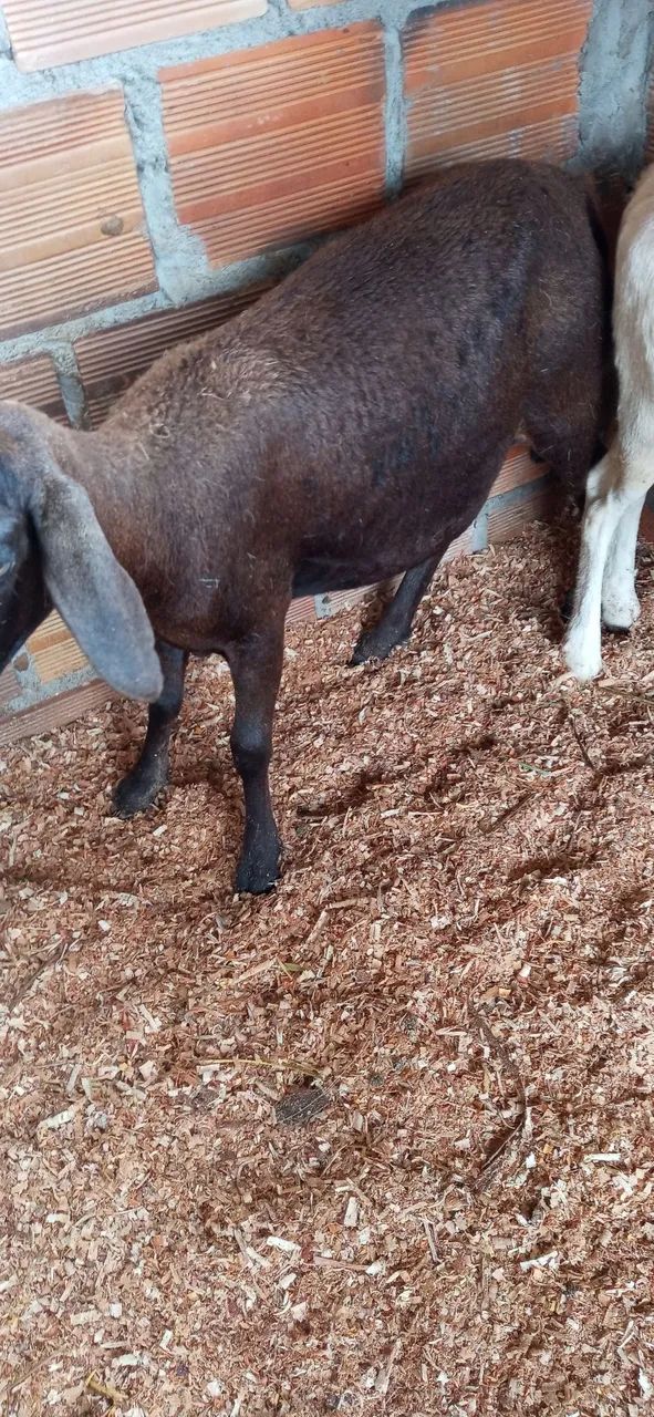 Carneiro santa inês po uma marran e um borrego mest de dorper a venda - Foto 3
