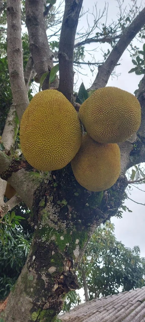 Frutas exóticas JACA para gastronomia