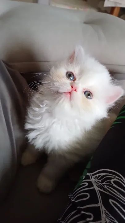 a Persa com Filhotes - Foto 5