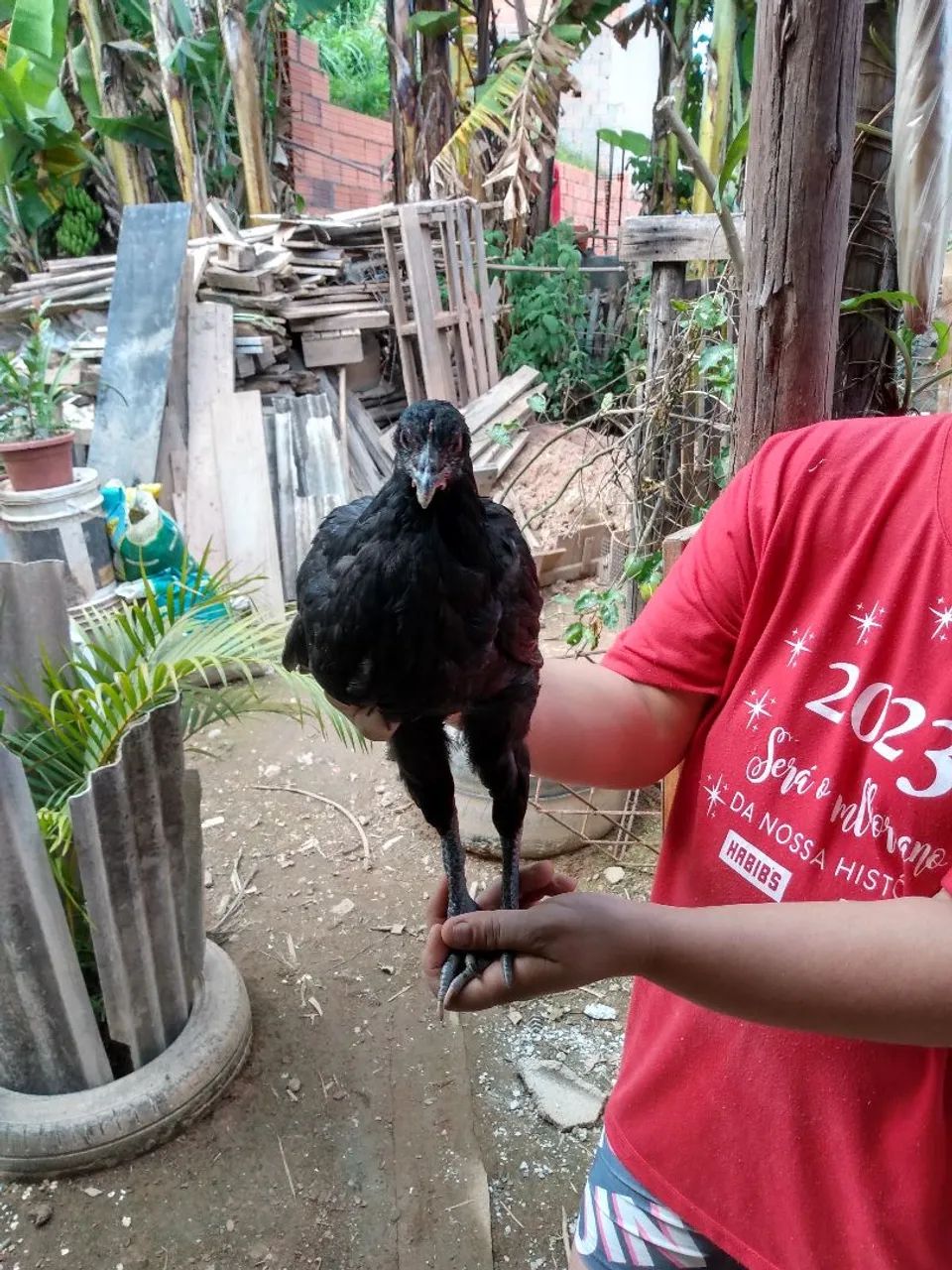 Franga gigante negro de jersey  - Foto 3
