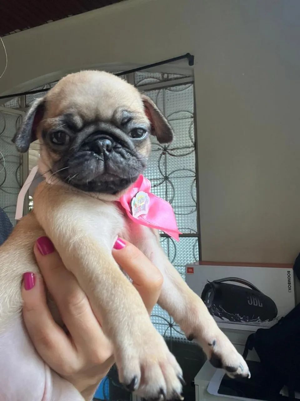 Filhote de Pug fêmea  - Foto 3