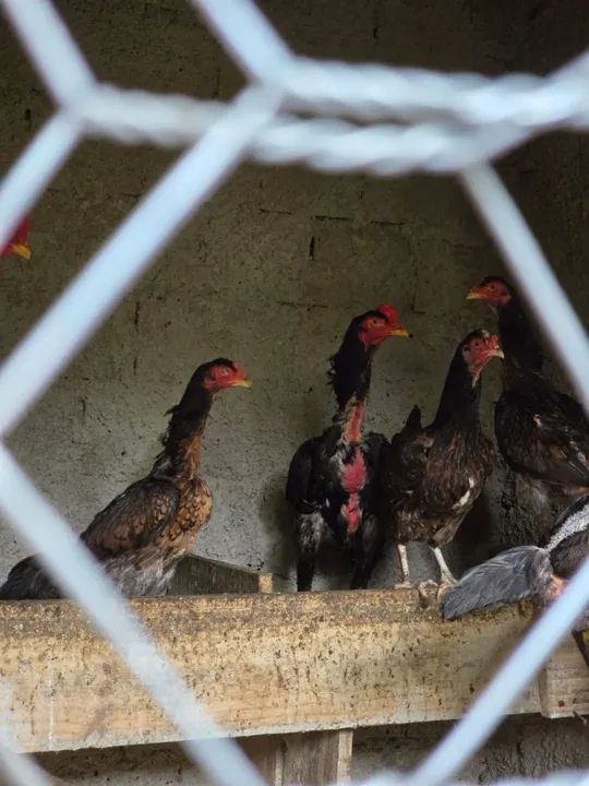 Galo e galinha indio