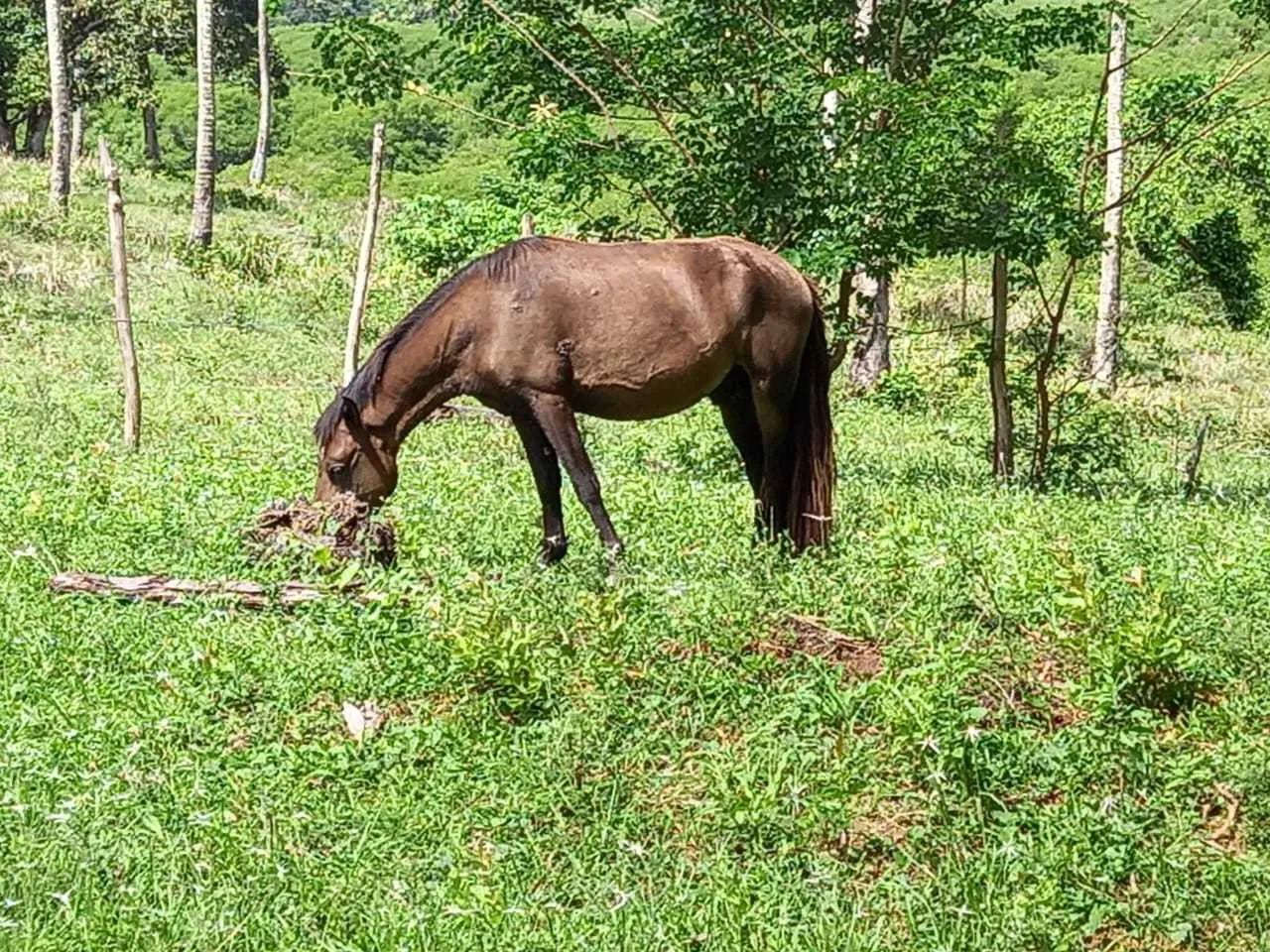Fazenda São João Evangelista ^ - Foto 2