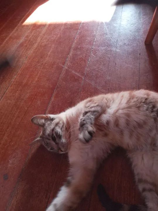 Doação gatinha castrada - Foto 2