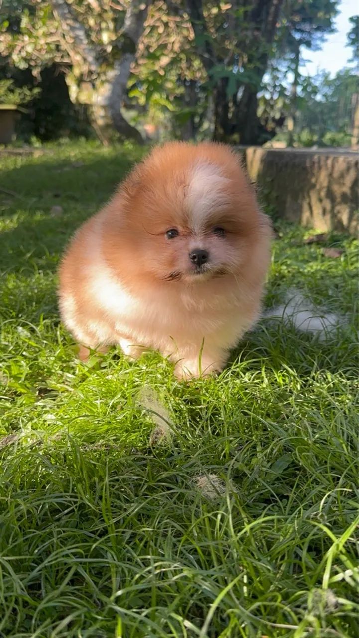 Filhote de Spitz Alemão