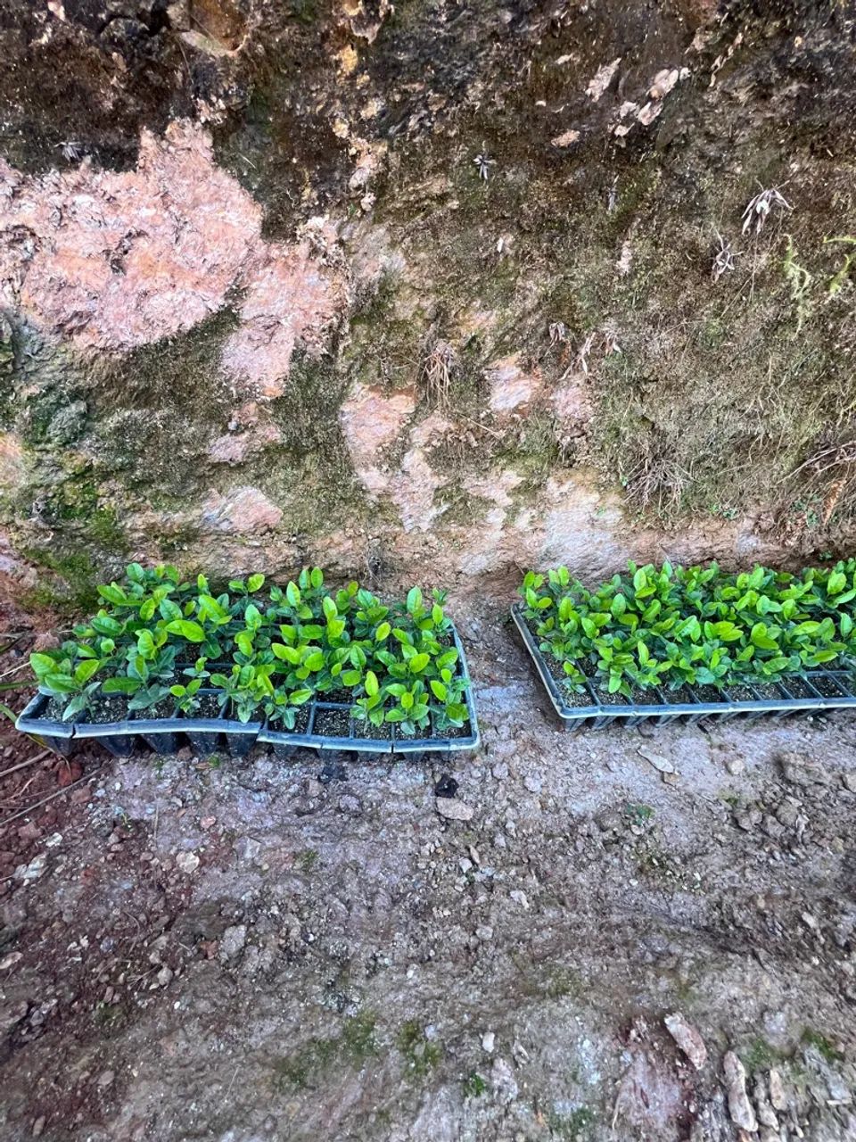 Mudas de Limãozinho Bravo 