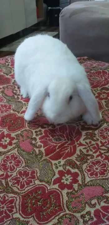 Lop fêmea quatro meses  - Foto 3