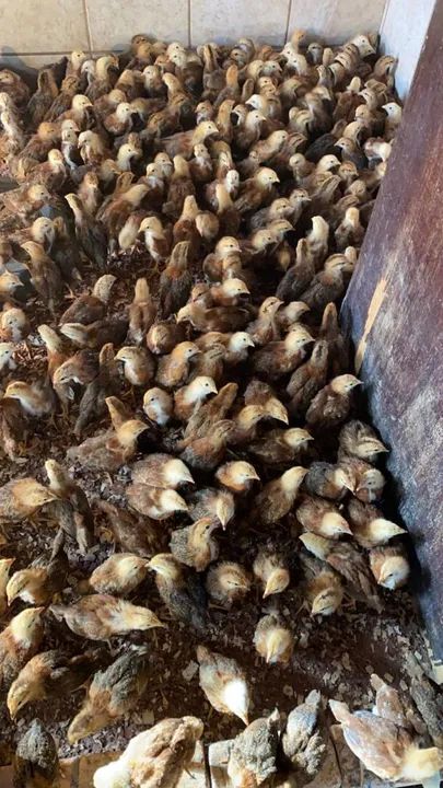 Pintinho e frangas Embrapa 051 - Foto 2