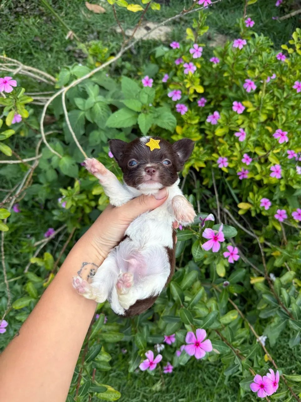 Chihuahua micro - o VERDADEIRO 