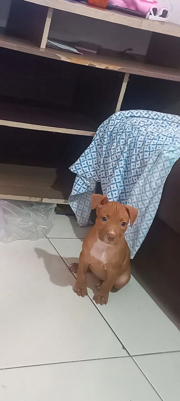 Filhote de pitibul  1mes e 20 dias.